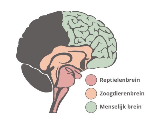 Reptielen- zoogdieren- en menselijk brein